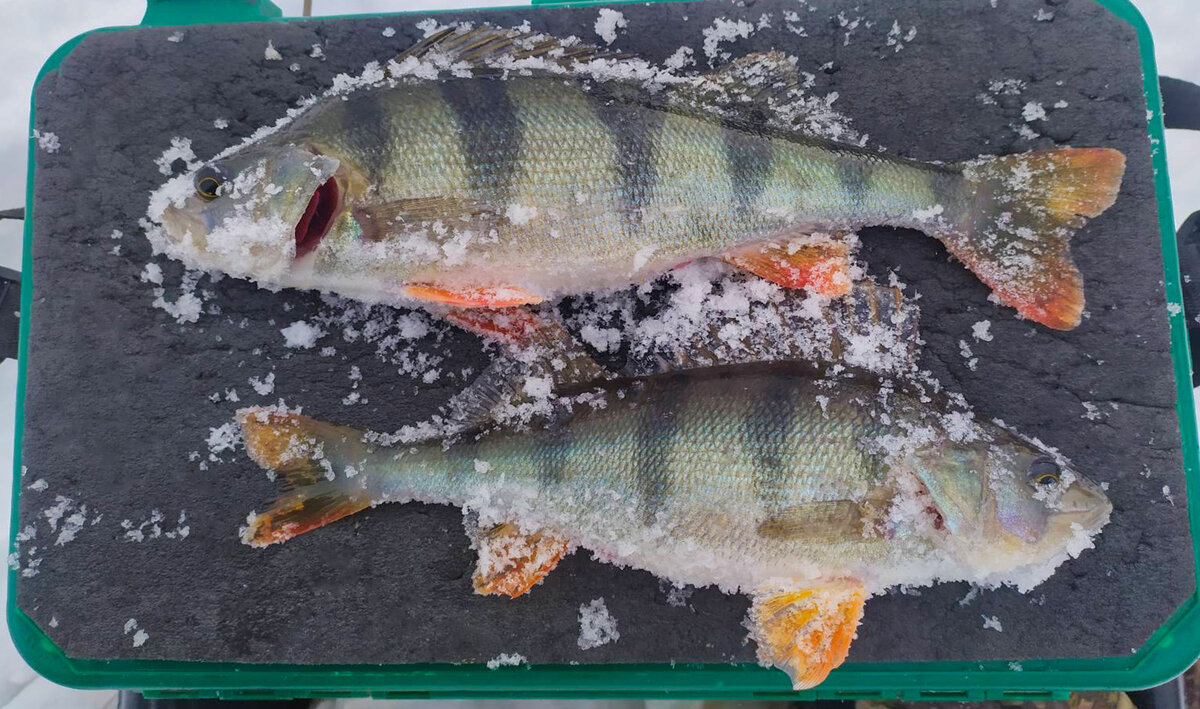 Где-то средний, а где-то и такой считается крупным