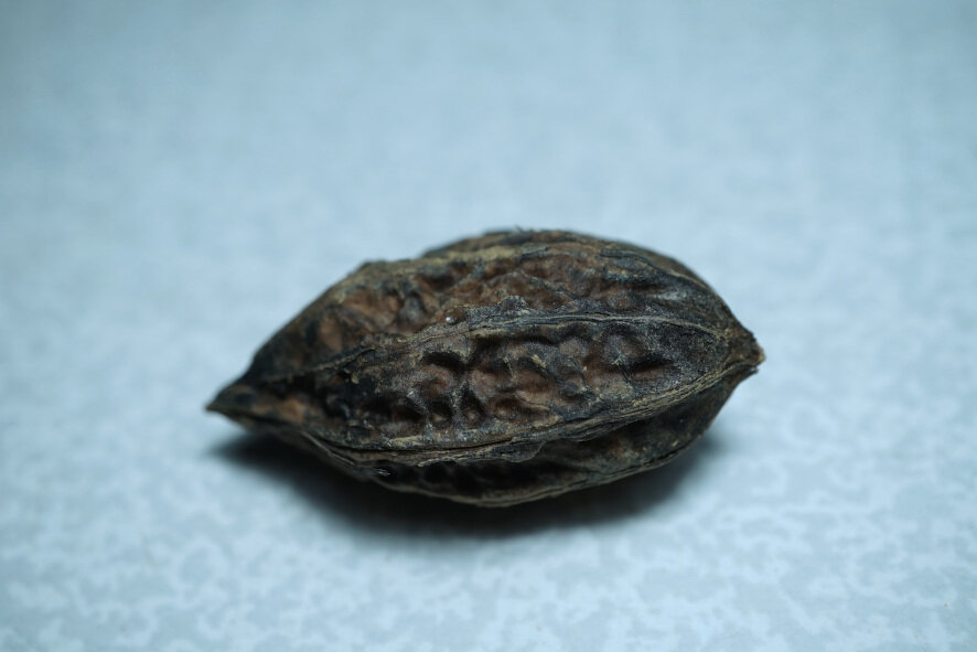 Орех Маньчжурский.