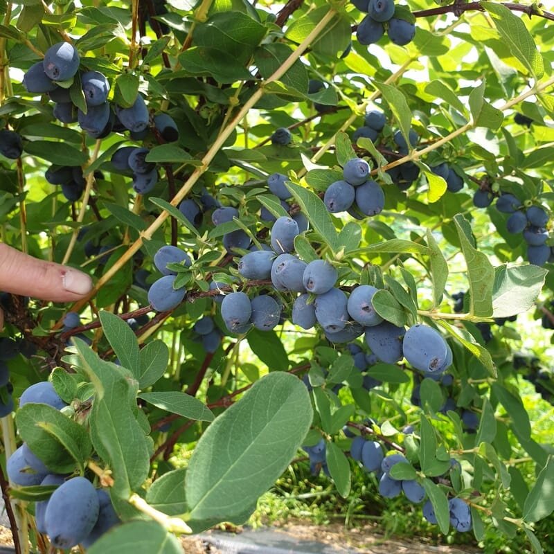 Вот она - Клубнично/Земляничная жимолость. Фото из свободных источников.