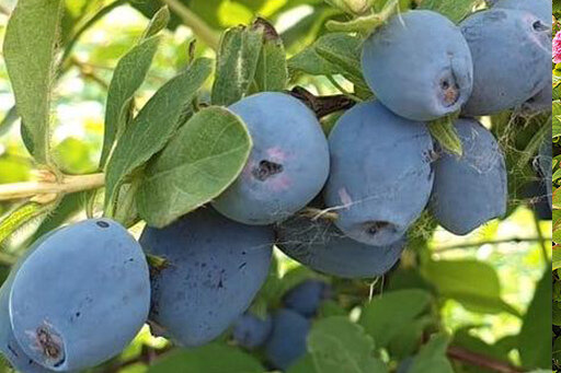 Вот так она выглядит вблизи. Фото из свободных источников. Сорт, принадлежит к канадской группе Blue Treasure.