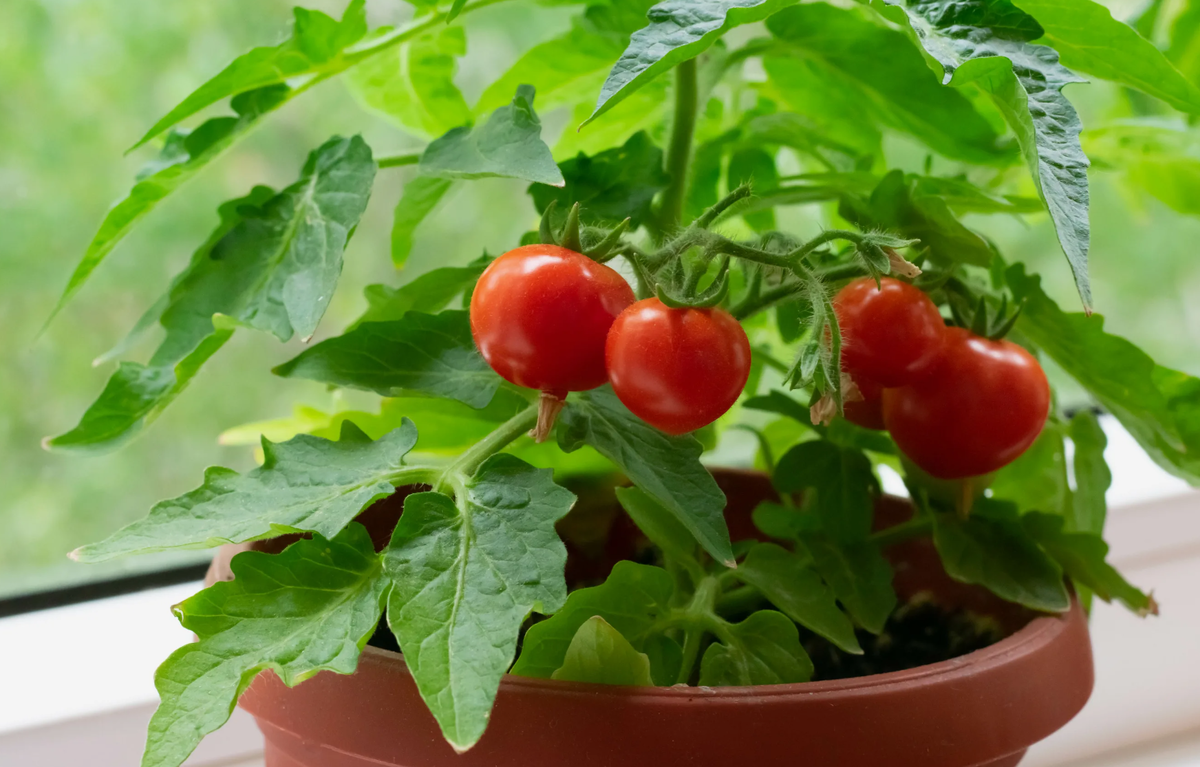 грядки под помидоры. грядки митлайдера. высаживание рассады помидор. грядки для помидоров в открытом. посадить помидоры на грядку.