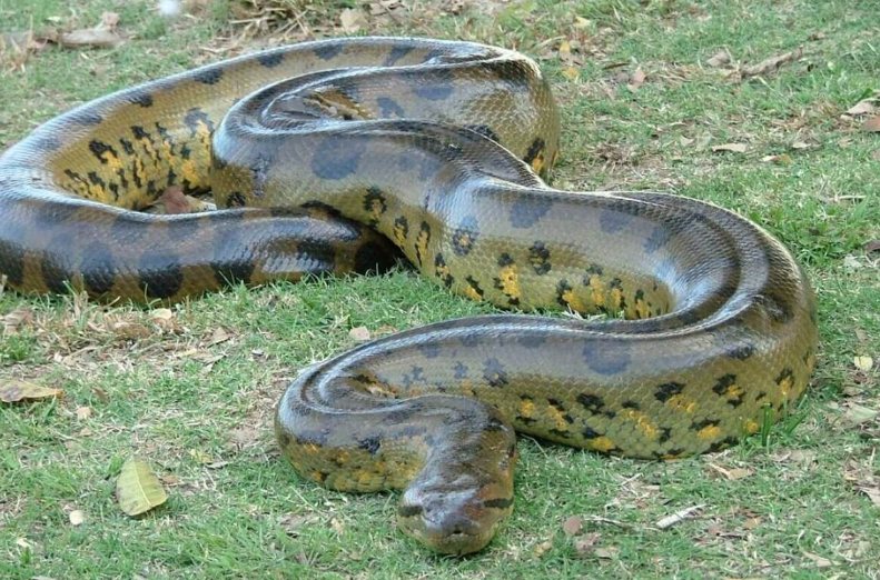 3 самых длинных. Самые длинные реки в мире таблица. Аша мандела волосы. 3 самых длинных. 3 самых длинных.