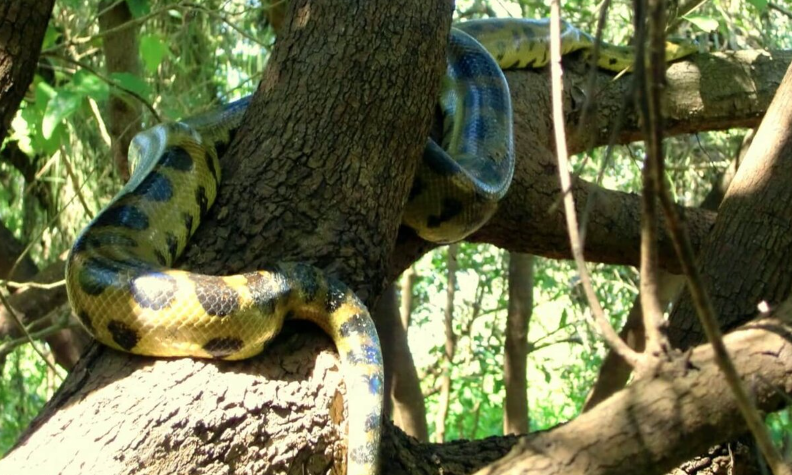 Аша зулу мандела. Самые длинные ногти в мире рекорд гиннесса. Книга рекордов гиннесса 2022. Се цюпин китаянка. Книга рекордов гиннеса 2022.