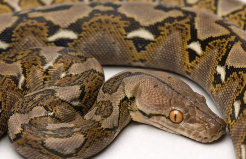 Самая длинная подстрока. Лимузин 30 метров. Функция strtok. Самая длинная подстрока. Алгоритмизация и программирование язык python 10 класс.