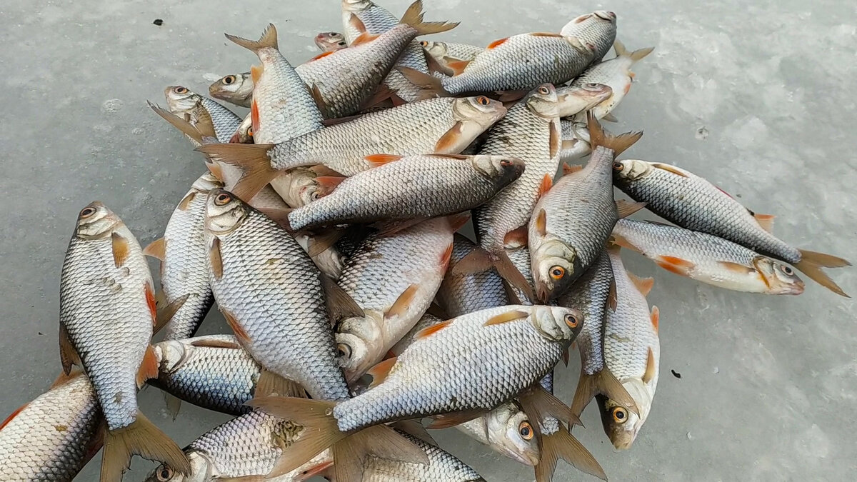 Корм для фидера. Самодельные прикормки для рыбалки. Приманки и прикормки. Прикормка для карася. Прикормка для рыбалки.