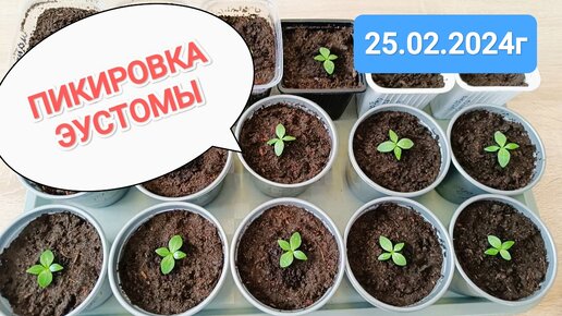 ПРОСТАЯ ПИКИРОВКА ЭУСТОМЫ 25.02.2024 // ЭУСТОМА БЕЗ ЗАМОРОЧЕК