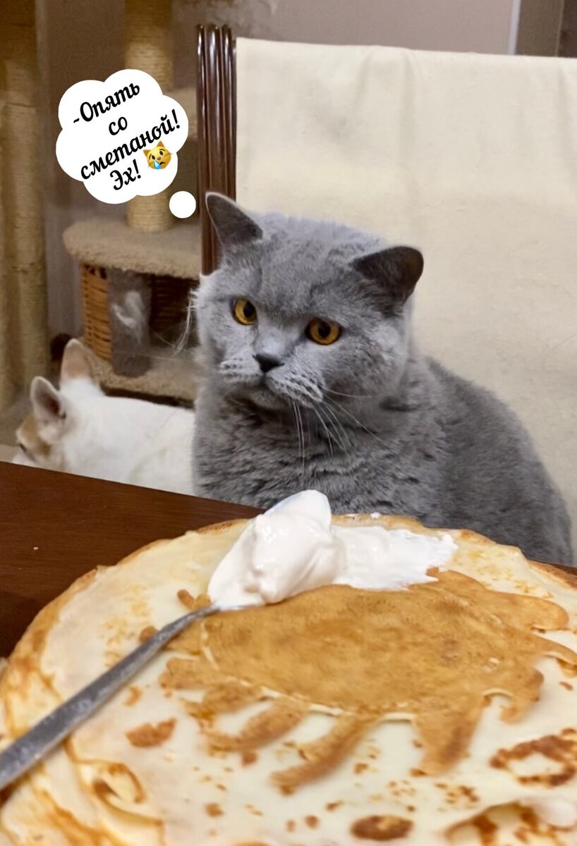 Фото с канала "КотоПёсиЯ"