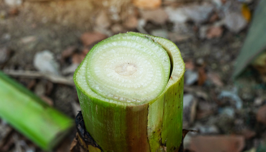 Срез стебля банана