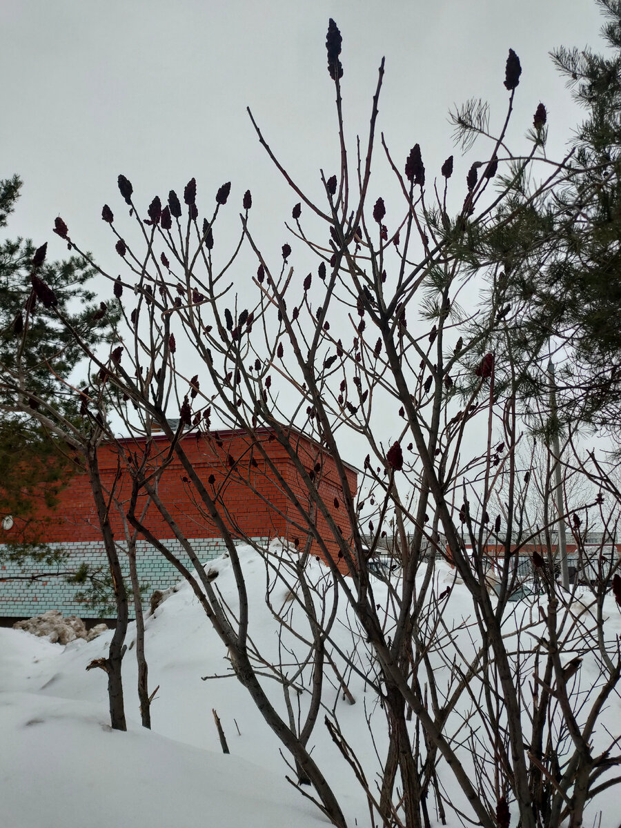 Уксусное дерево (сумах) в подмосковном дворе