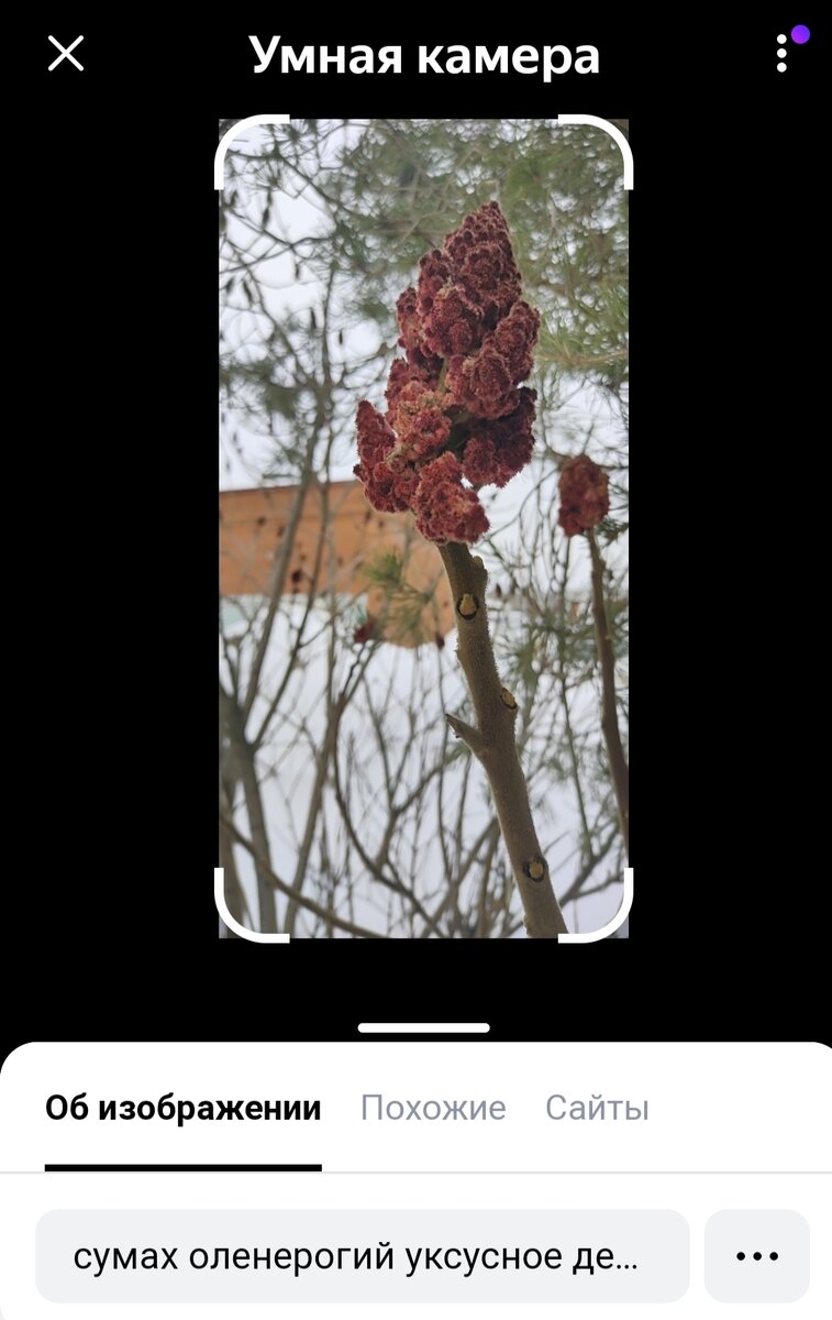 Сумах оленерогий глазами яндекс-камеры)