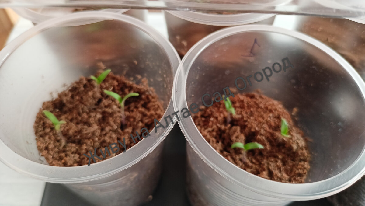 на 5-ый день от посева