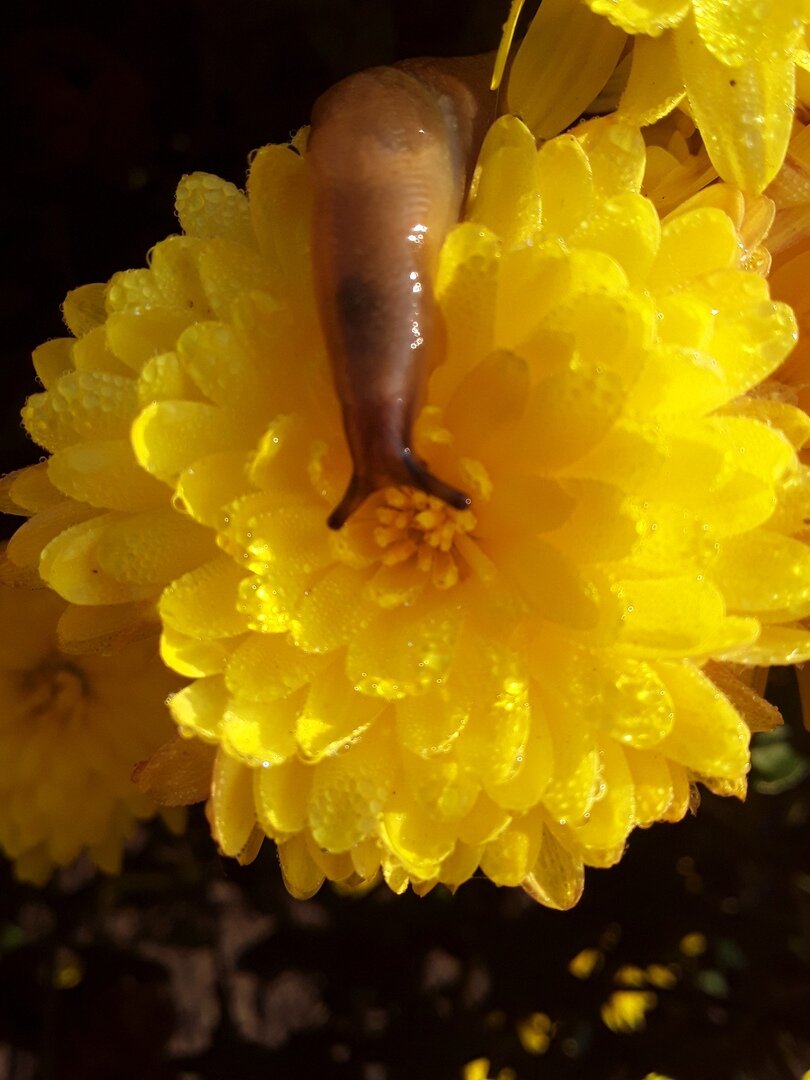 Слизни появляются в саду в августе и лезут на всё