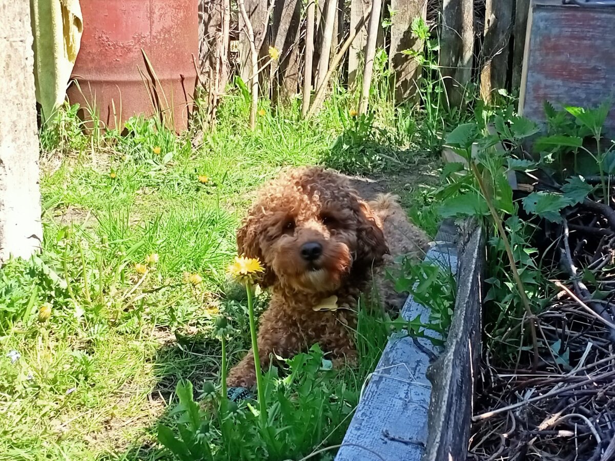 Румпель: - Давай играть.