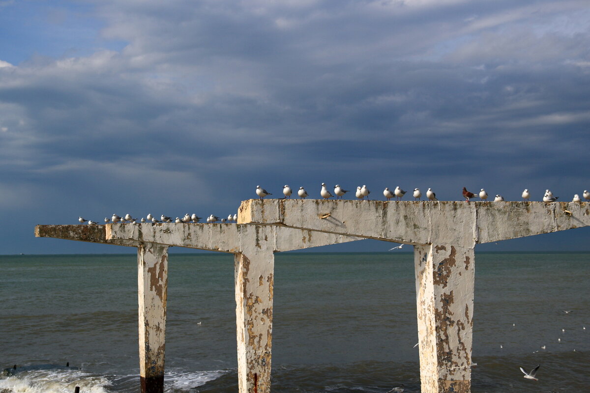 Чайки на отдыхе, устали рыбу ловить