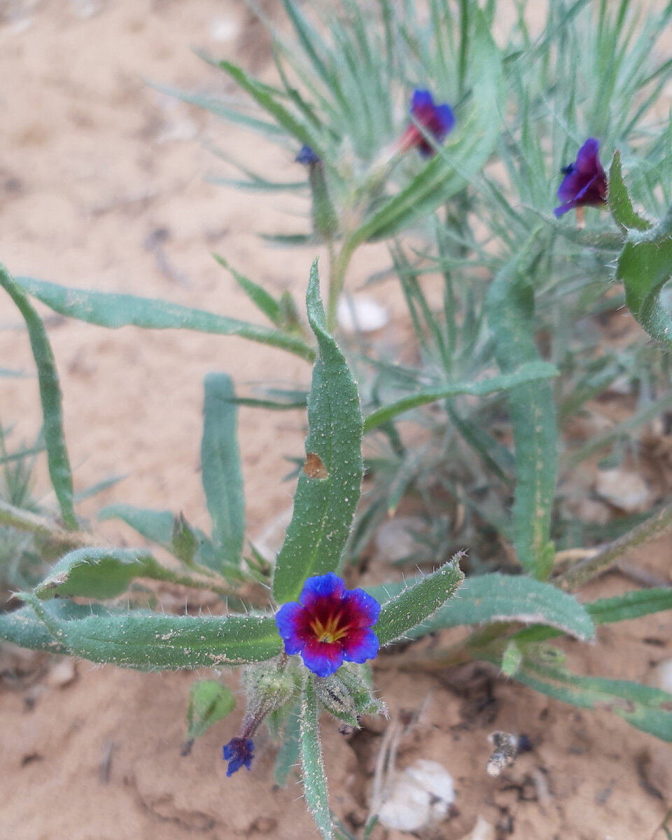 Растительность около берега