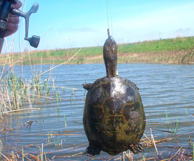 На что ловят черепаху