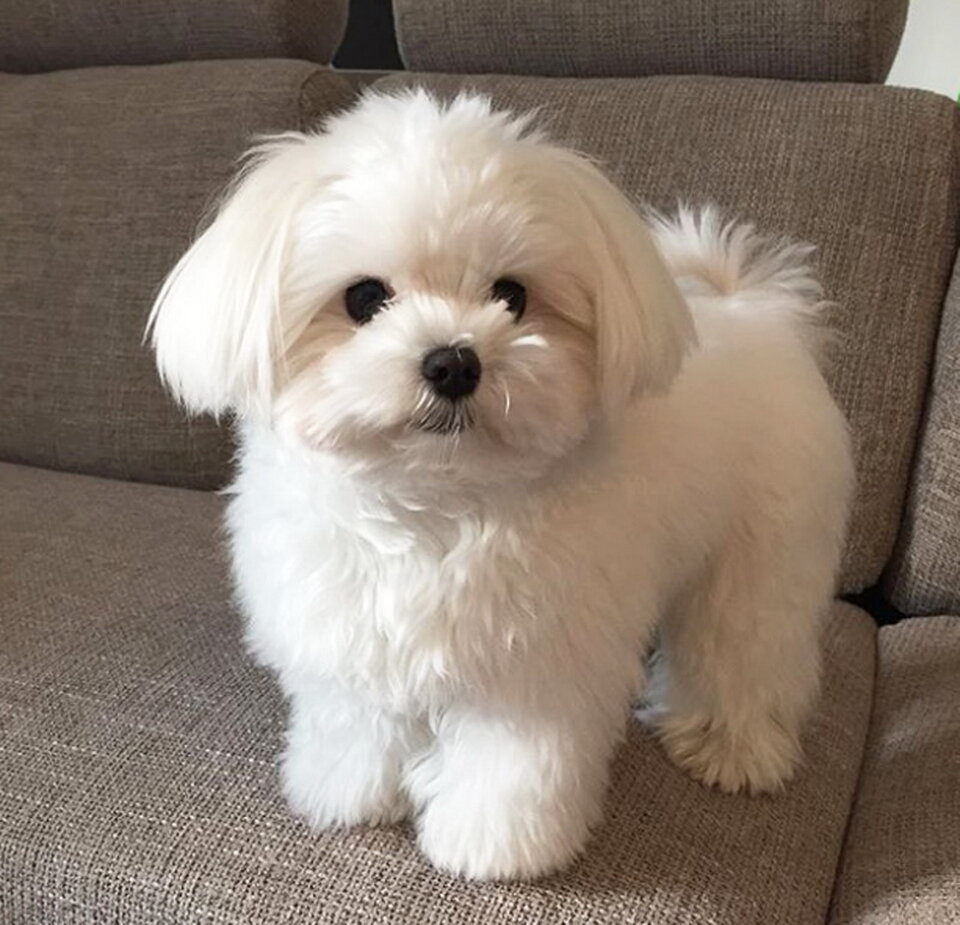 Мальтийская болонка выглядит вот так. Точней должна выглядеть