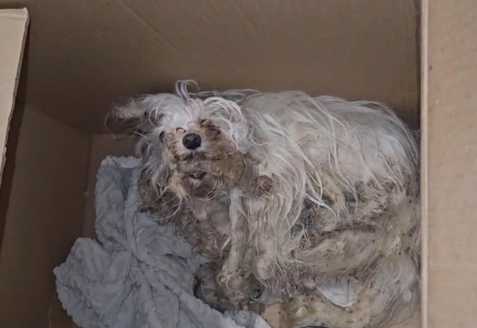 Приехавшие на зов Натальи, волонтеры поместили Сахарка в коробку, чтобы никого не покусал