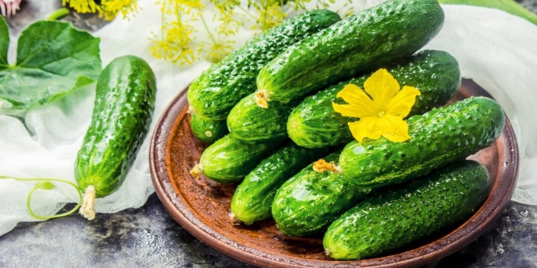 5 хрустящих сортов огурцов для засолки и консервации