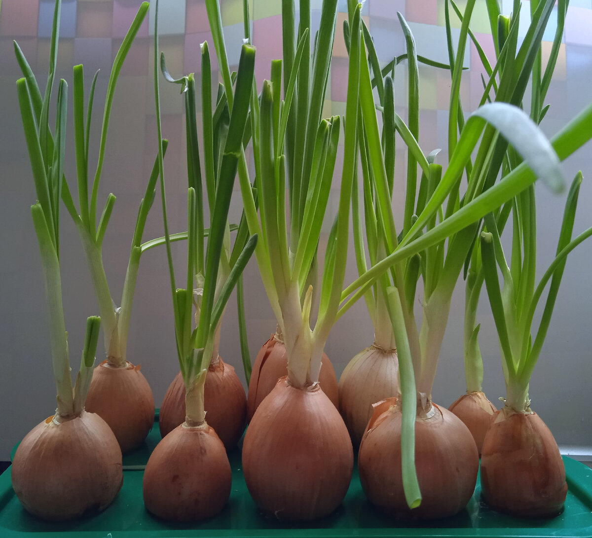 Лук на перо