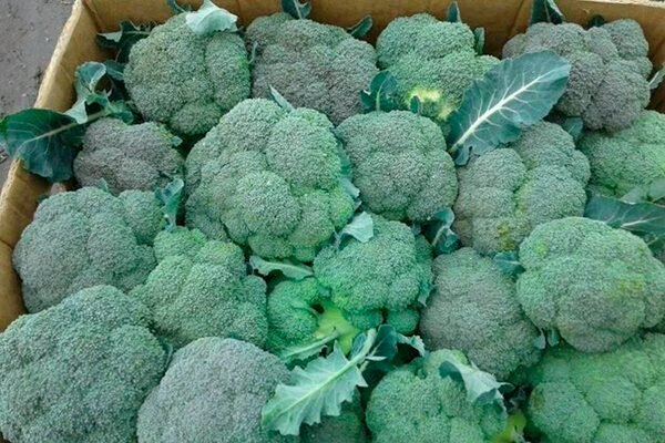 Кубань рис сельское хоз. Сбор посева. Сорго зерновое всходы. Сбор посева. Обработка подсолнечника гербицидами.