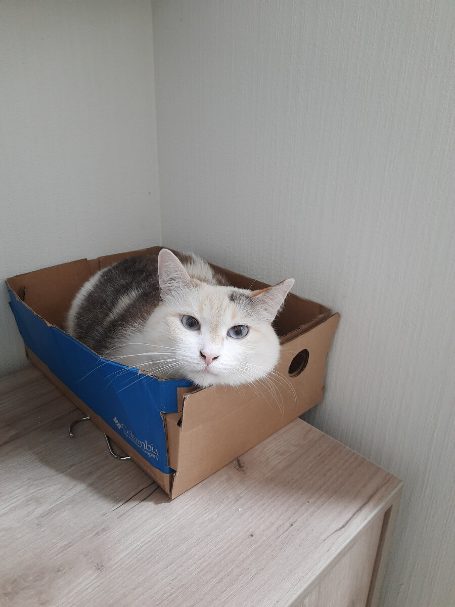 Любимая Кляксина коробка в прихожей. Здесь она всегда спит, когда мы уходим из дома. Здесь же и встречает всех