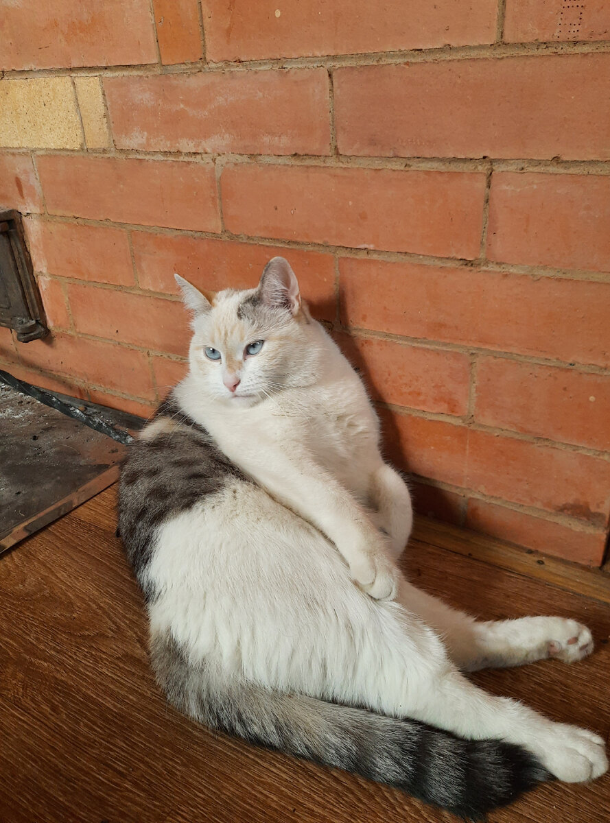 Это Клякса на даче. По морде по-моему видно, какого она мнения о себе и об окружающих 😁