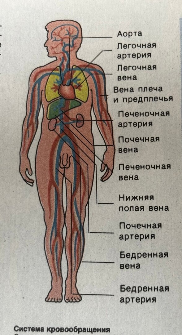 Вены нижних конечностей