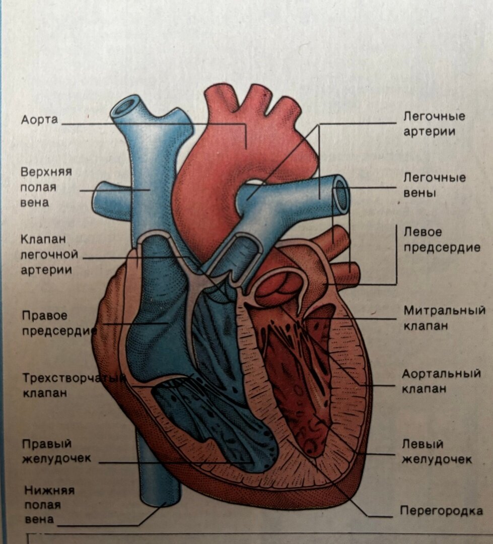 Схема кровообращения сердца | врач_кардиолог-терапевт | Дзен