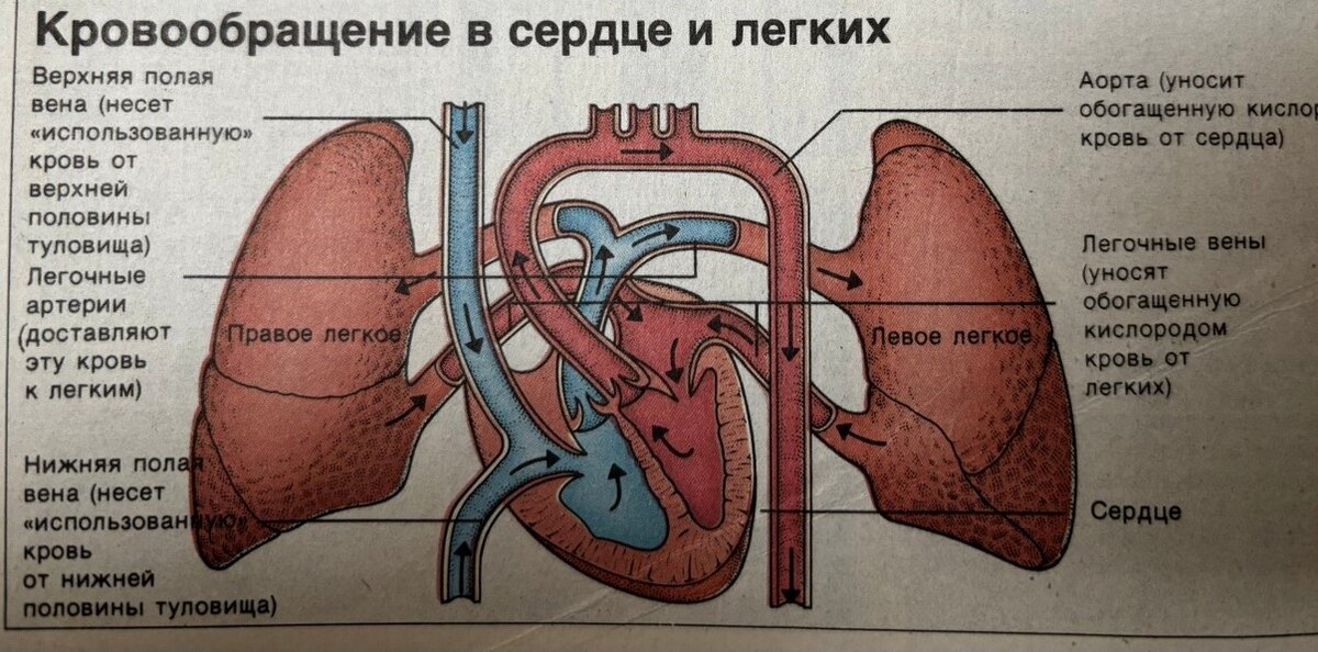 Ответы сыромять.рф: Почему венозная и артериальная кровь не смешиваются?