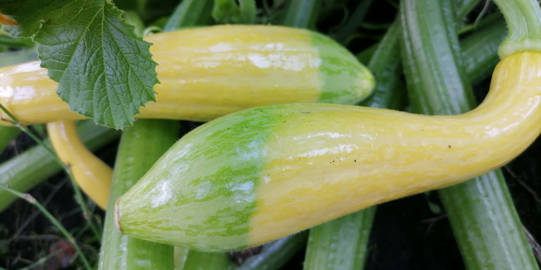 Сорта кабачков: описания, фото, отзывы (7 из моей копилочки)