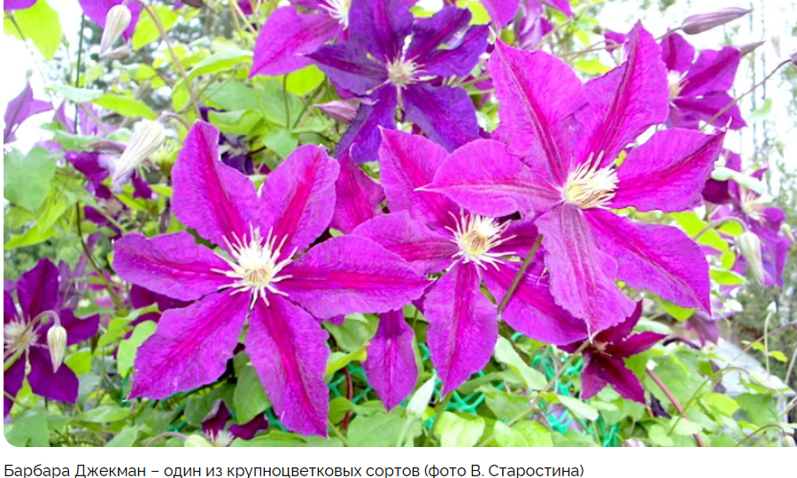 Выбираем сорта крупноцветковых клематисов