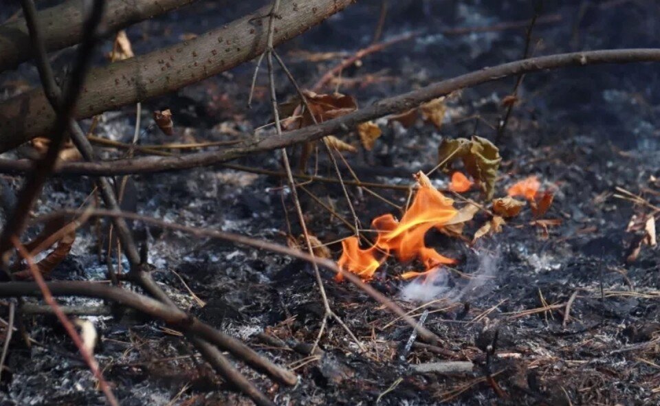 Лесной пейзаж. Лесной пейзаж для хель. Маршак праздник леса. Лесные дебри. Лесная чаща предложения.