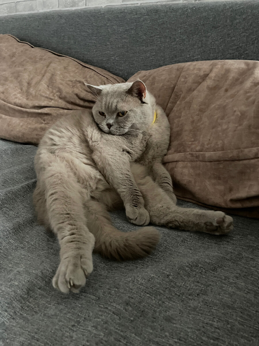 Наш Кот