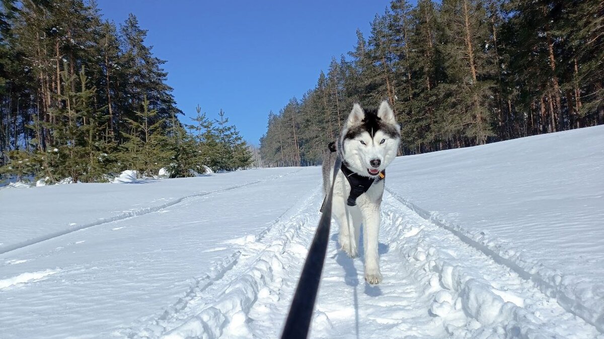 Хаски по имени Мани