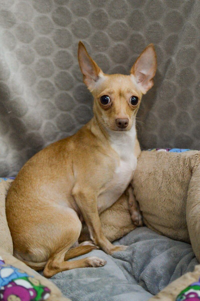 Сайт приют собак москва. Приют для бездомных животных в москве. Приют для собак в москве. Маленькие собачки в приютах. Питомники для бездомных животных в москве.