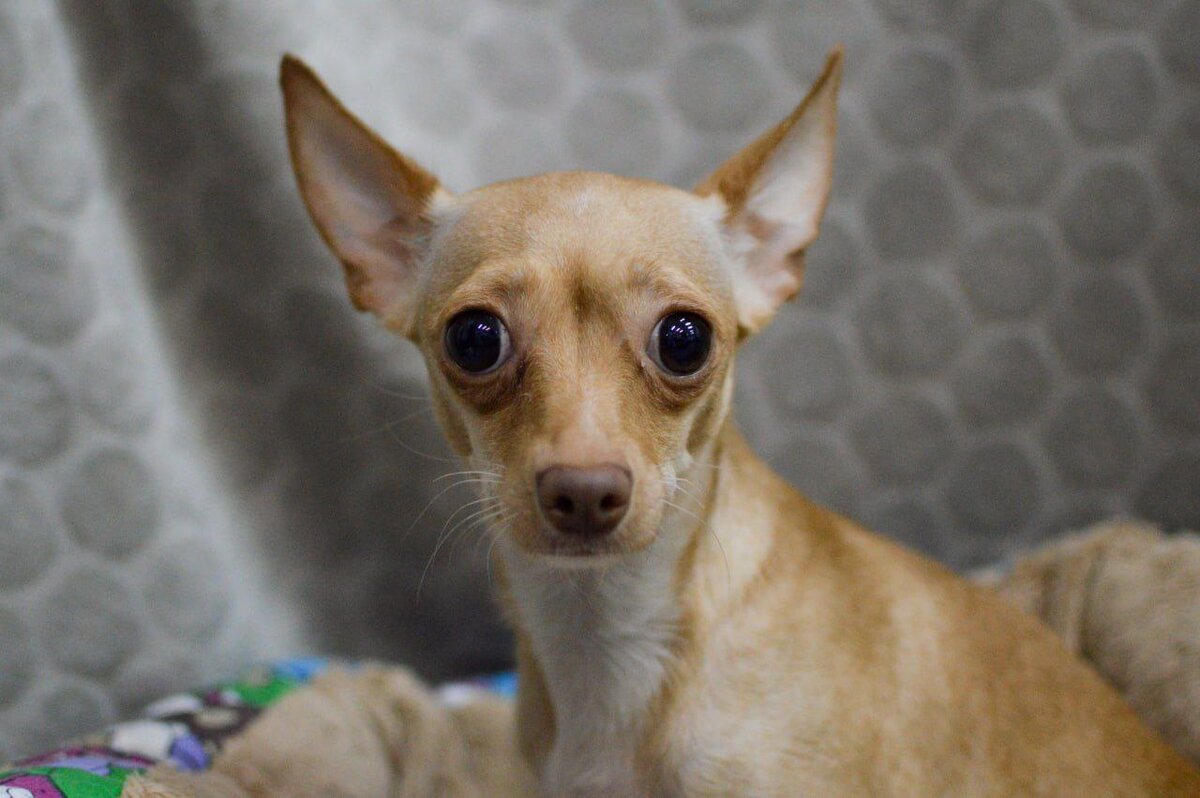 маленькие собачки в приютах. приют собак щенков москва. приют для собак. приют для собак. щенки из приюта.