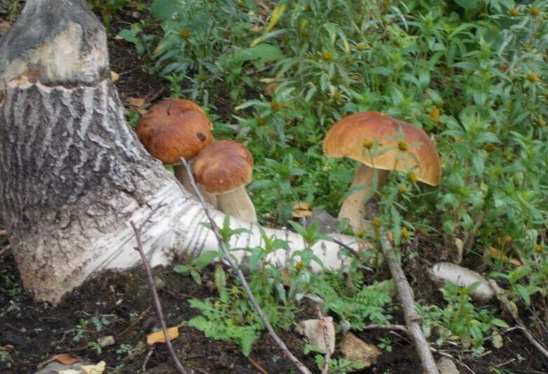 Причины кратковременной потери сознания. Человек без сознания на улице. Казань 175 школа трагедия стрелок. Что происходит с потерянными. Ульяновск стрельба в детском.