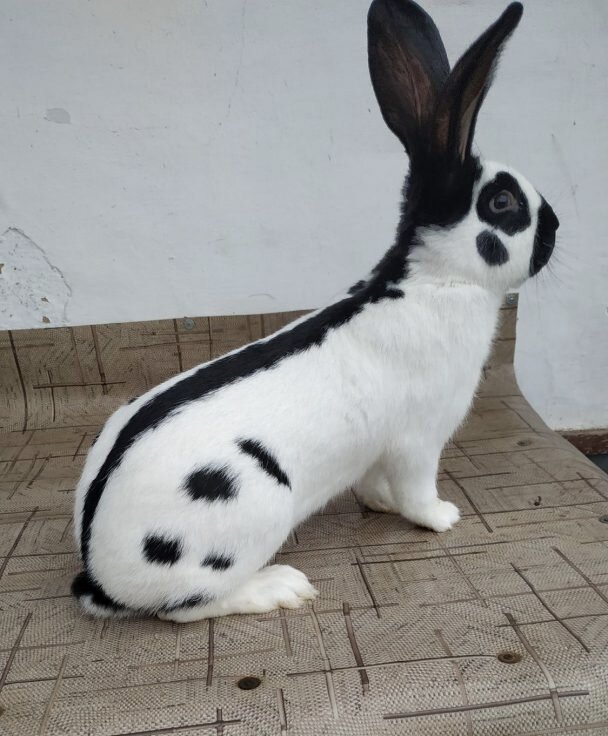 Строкач. Фото из интернета 