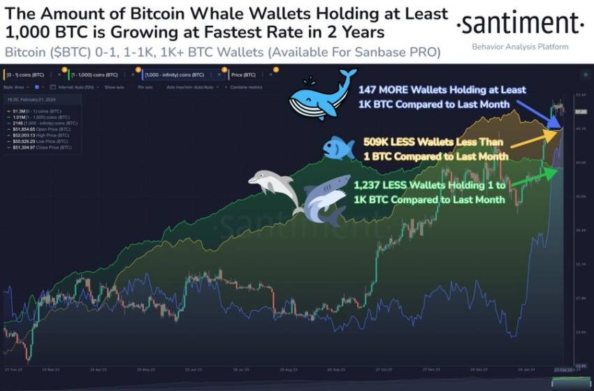  

Данные Santiment показывают, что адреса китов владеющих от 1000 BTC увеличилось на 7,4% за последний месяц, при этом 
к этой категории присоединились 147 новых кошельков, что является самым быстрым ростом за последние два года.

Этот всплеск активности крипто китов сигнализирует о будущем росте рынка. Ведь крупные инвесторы продолжают накапливать Bitcoin будучи уверенными в его росте.

«Крупные киты, которые 
держат от 1 тыс до 10 тыс BTC, увеличивают свои активы и демонстрируют растущий 
спрос на BTC" - CryptoQuant.