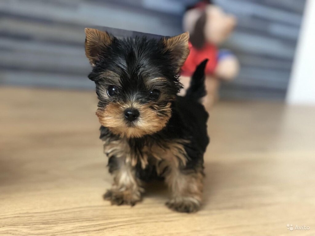 Тверской парень хотел купить щенка «йорка» и был обманут автором объявления