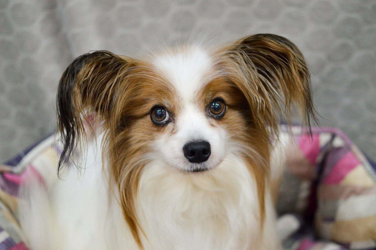 приют тинао кожуховский. собачий приют в московской области. приют для бездомных животных. кожуховский муниципальный приют для бездомных животных, москва. приют для мелких пород собак.