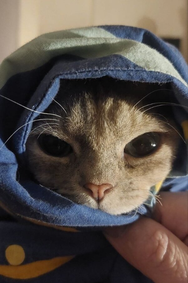 Фефа на ручках