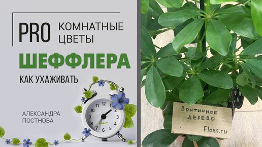 Шеффлера - комнатное растение для дома, о котором многие просили видео. Кто она на самом деле?