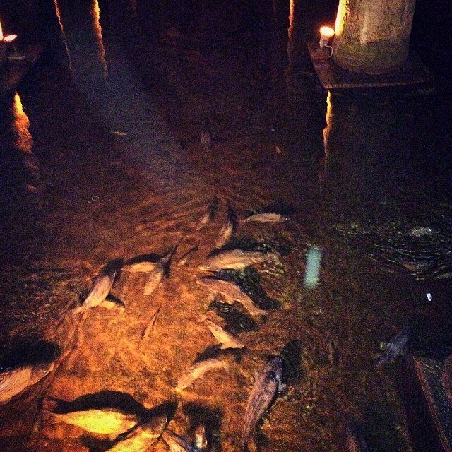 В водных запасах плавают откормленные карпы.