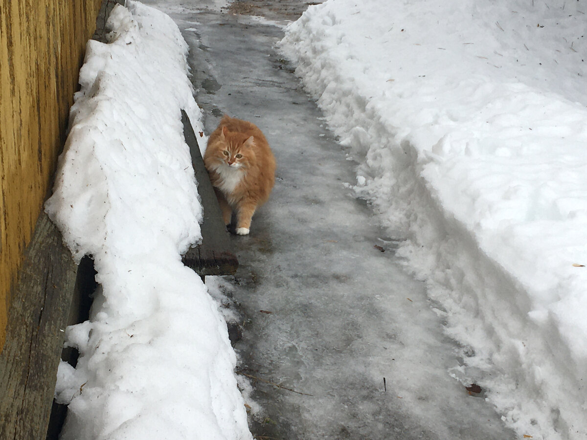 🐱 Лапы разъезжаются, вокруг мокро, но зато весной пахнет | Коты&Люди | Дзен