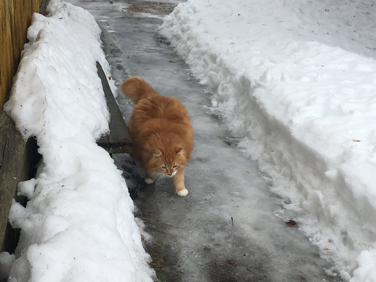 Беша скользит по льду. Фото автора