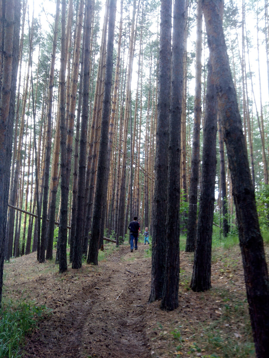 Тот самый сосновый лес