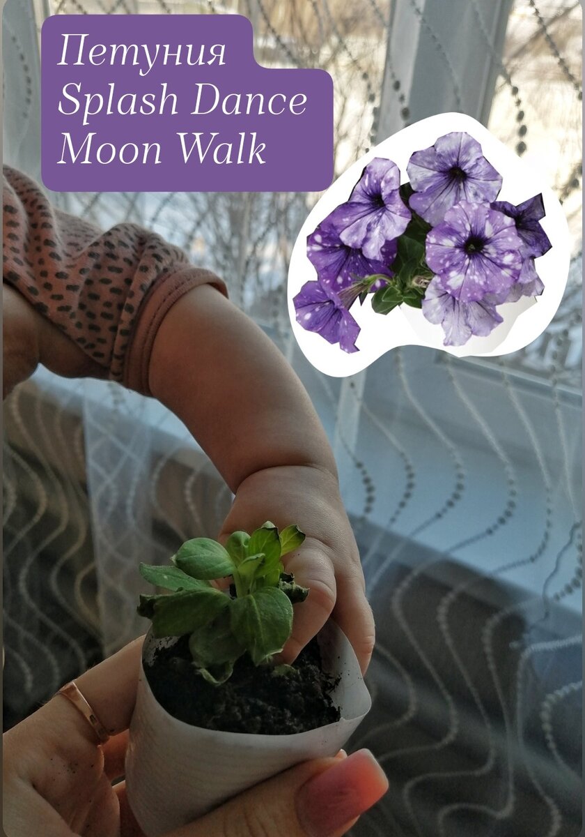 У заветной петунии лишь слегка пострадали листочки при транспортировке 