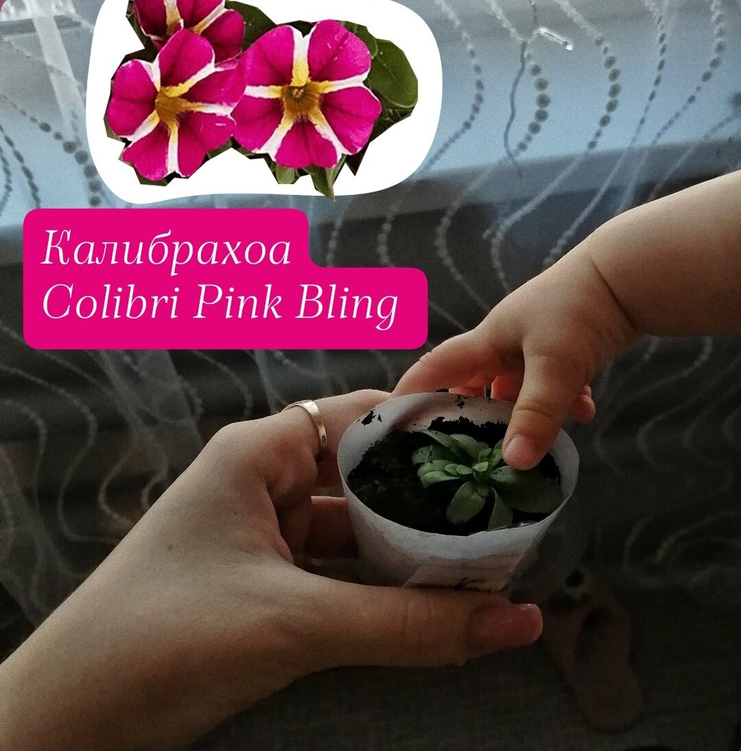 Самый маленький череночек Colibri Pink Bling